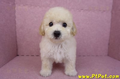 08/14泰迪比熊公幼犬(屏東內埔)2