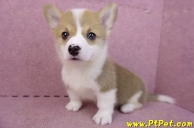 04/16雙色柯基犬母幼犬(桃園市)10