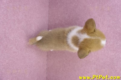 08/03雙色柯基犬母幼犬2號(屏東長治)11