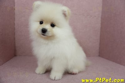 12/15迷你型松鼠白博美公幼犬(台東市)12