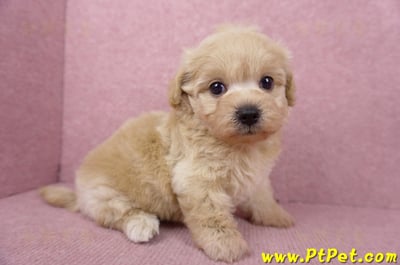 06/15奶油色馬爾泰迪母幼犬1號(屏東市)4