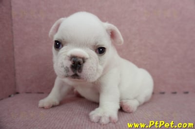 04/18奶白色法國鬥牛公幼犬(新北板橋)7