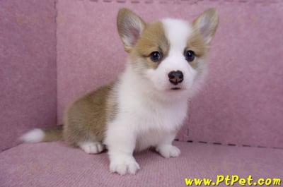 08/03雙色柯基犬公幼犬2號(屏東萬丹)8