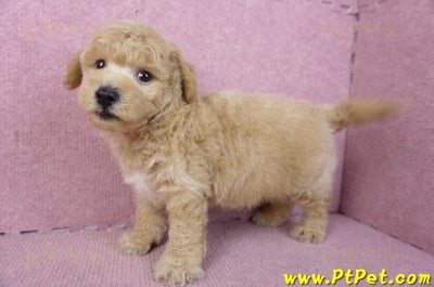 01/20泰迪比熊公幼犬(屏東內埔)10