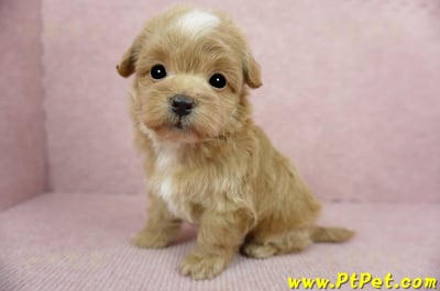 02/14奶油色馬爾泰迪 II 公幼犬(花蓮市)11