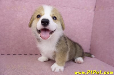 08/29雙色柯基犬公幼犬9