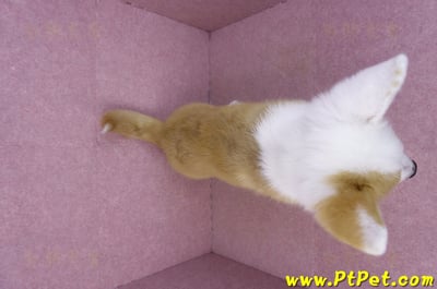 11/05雙色柯基犬公幼犬(新竹新豐)11