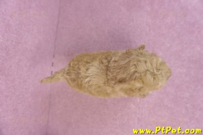 12/06玩具型奶油貴賓公幼犬(高雄左營)9