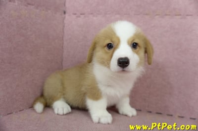 05/09雙色柯基犬公幼犬2號(宜蘭三星)5