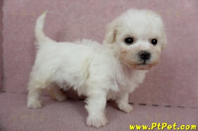 01/12比熊犬公幼犬(屏東市)5