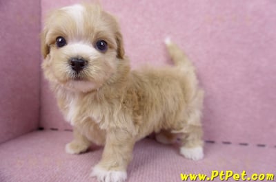 10/18馬爾泰迪公幼犬1號(高雄三民)8