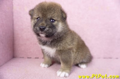 02/05赤色柴犬母幼犬2號6