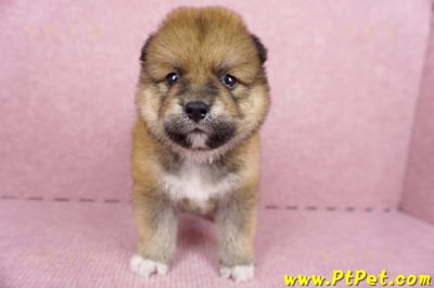 06/24赤色長毛柴犬公幼犬(屏東內埔)2