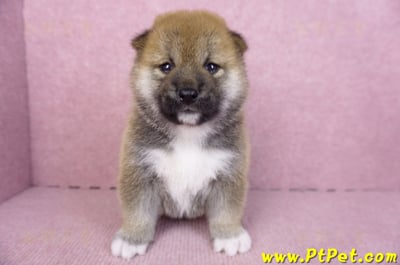 01/11赤色柴犬母幼犬1號2