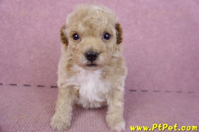 09/23泰迪比熊母幼犬2號(屏東里港)3