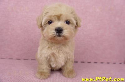 06/15奶油色馬爾泰迪母幼犬2號(桃園中壢)2