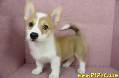 04/14雙色柯基犬母幼犬(台中沙鹿)8