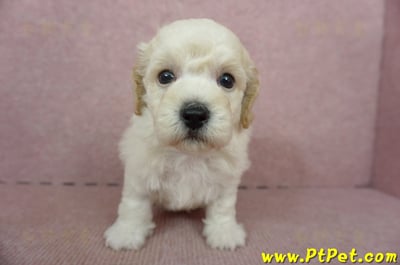 11/08泰迪比熊公幼犬1號(屏東東港)1