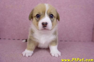 09/22雙色柯基犬母幼犬2號(桃園觀音)2