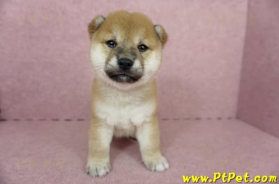 05/11赤色柴犬母幼犬1號(高雄三民)2