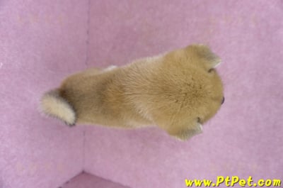 05/07赤色柴犬母幼犬1號11