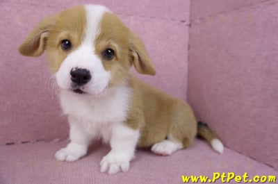 11/02雙色柯基犬公幼犬1