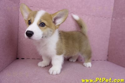 10/10雙色柯基犬母幼犬(高雄大寮)10