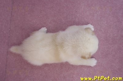 05/20白色柴犬公幼犬6