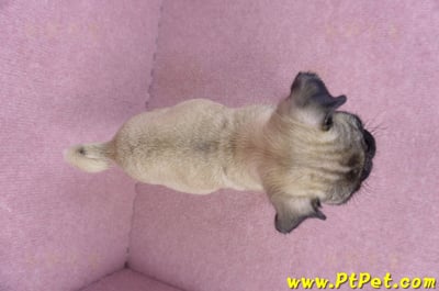 09/08巴哥母幼犬(花蓮玉里)7