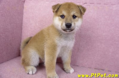 12/10赤色柴犬母幼犬(桃園龍潭)3