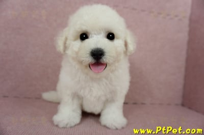 03/11比熊犬公幼犬(新北林口)1