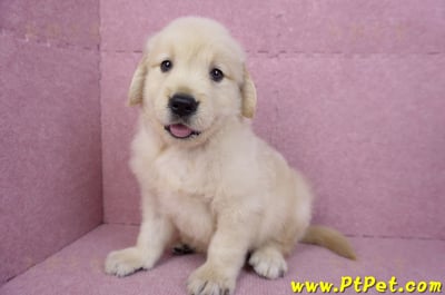 07/18黃金獵犬公幼犬3號(桃園中壢)10