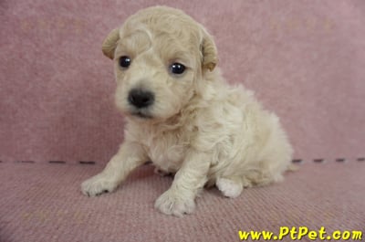 06/04泰迪比熊母幼犬(屏東市)6