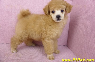 02/11奶油貴賓母幼犬7