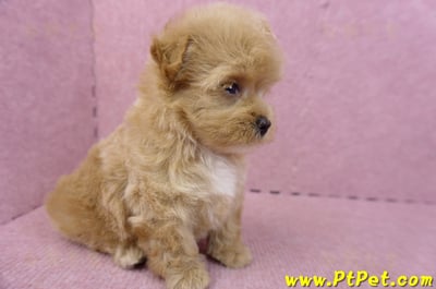 05/04馬爾泰迪母幼犬3