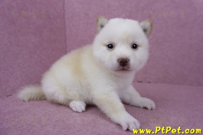 06/14白色柴犬母幼犬(苗栗市)3