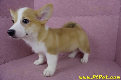 04/13雙色柯基犬公幼犬(台北士林)11