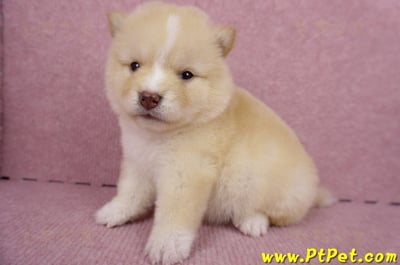 06/24白色柴犬母幼犬(桃園楊梅)7