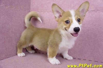 08/03雙色柯基犬公幼犬(台北大安)4