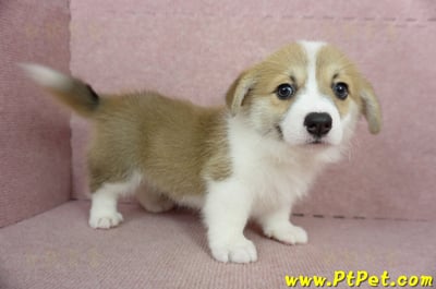 02/09雙色柯基犬母幼犬(屏東九如)6