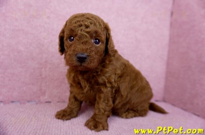 01/26紅貴賓公幼犬(新北深坑)5