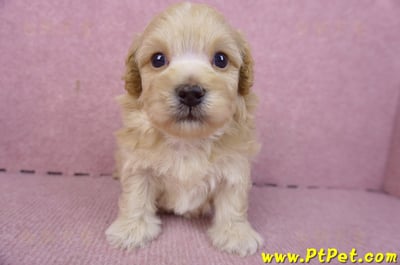 01/11馬爾泰迪公幼犬2號2