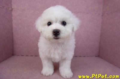 02/14比熊犬母幼犬2