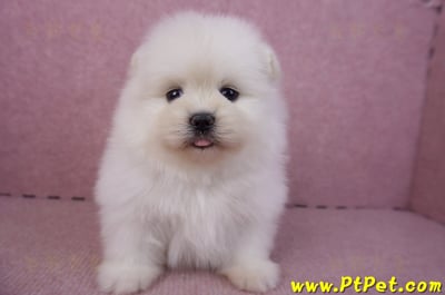 02/10白色松鼠博美母幼犬2