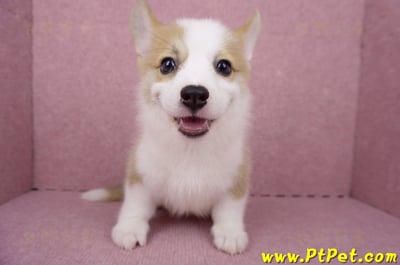 05/27雙色柯基犬公幼犬1號(台北大安)3