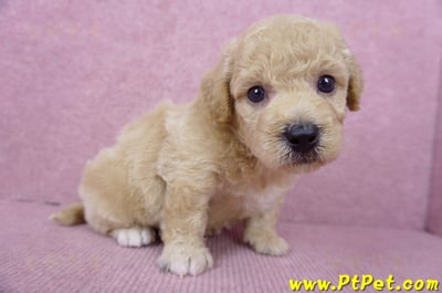 06/14泰迪比熊公幼犬(新竹竹東)4