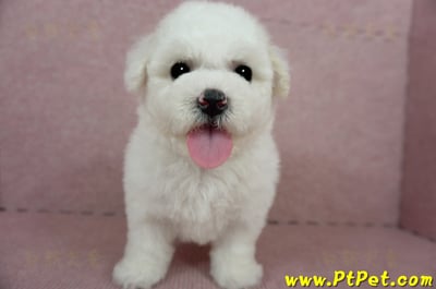 03/11比熊犬母幼犬(嘉義)2