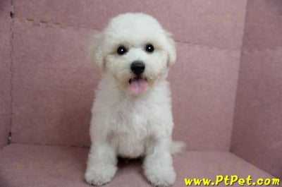 05/20比熊犬公幼犬1號(新北樹林)2