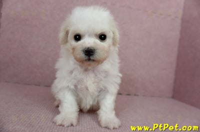 01/12比熊犬公幼犬(屏東市)3