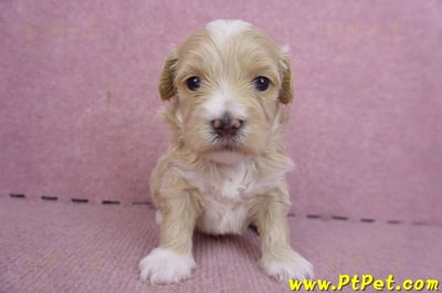 01/30馬爾泰迪公幼犬3號2